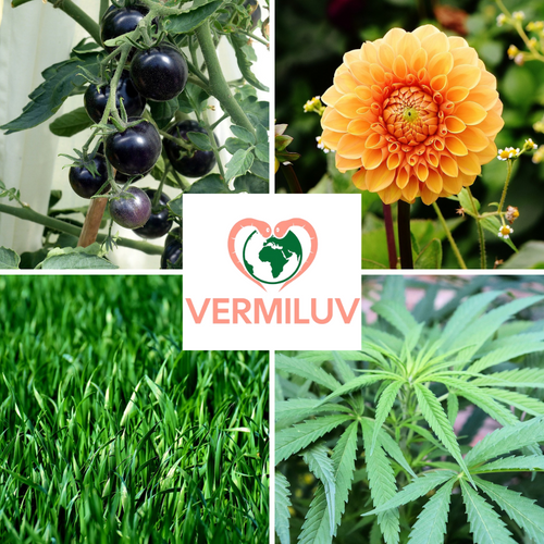 How to use Vermicompost and Vermi-Xtract