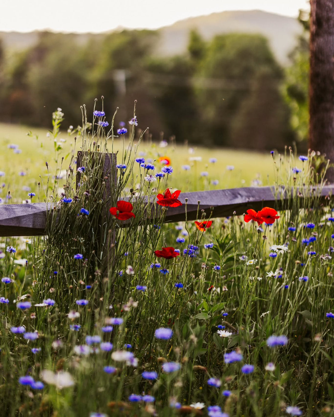 Landscaper Spotlight: How Hartland Designs Uses VERMILUV for Thriving Plants